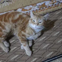 گربه بنام انور|گربه|حمیدیه, |دیوار