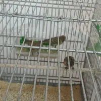 گلبسر نر|پرنده|نسیمشهر, |دیوار