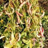 لوبیا چیتی درجه‌ یک|خوردنی و آشامیدنی|مهربان, |دیوار