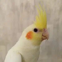 عروس هلندی لوتینو سه ماهه