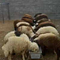 بره و چپش چاق