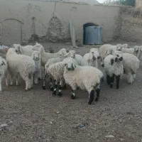 بره نر|حیوانات مزرعه|تیمور آباد, |دیوار