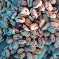 لوبیا چیتی اعلا