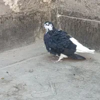 کفتر قلدر|پرنده|مشهد, طبرسی شمالی|دیوار