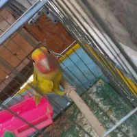 طوطی برزیلی|پرنده|الوند, |دیوار