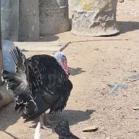 بوقلمون  نر ماده سرحال|حیوانات مزرعه|یزد, |دیوار