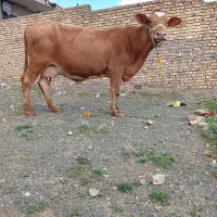 گاو گوساله نر سیمینتال