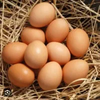 تخم مرغ محلی