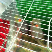 فروش عروس هلندی