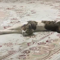 گربه|گربه|اراک, |دیوار