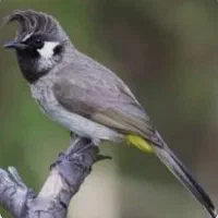 سهره خرمایی|پرنده|اصفهان, بوستان ناژوان|دیوار