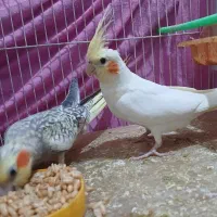 عروس هلندی نر و ماده