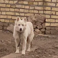 هاسکی سامویید اصل