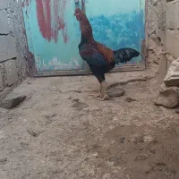 خروس لاری اصیل