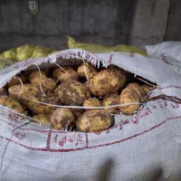 فروش بذرسیب زمینی|گل و گیاه طبیعی|اردبیل, |دیوار