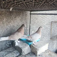 زرد پرشی|پرنده|مبارکه, |دیوار