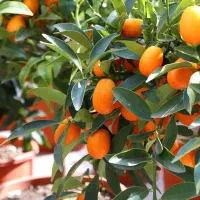 نهال فروشی|حراج|کدکن, |دیوار