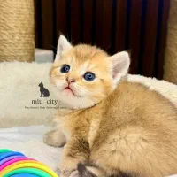 گربه دختر صورت گرد و تپلی