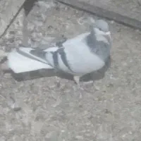 کبوتر چادری   .یک جفت مساحتی