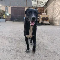 سگ نگهبان نژاد خراسانی با افغان|سگ|پاکدشت, پاکدشت (مامازند)|دیوار