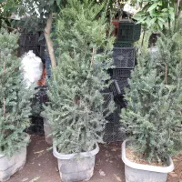 گیاه|گل و گیاه طبیعی|چابکسر, |دیوار