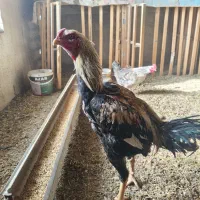 سه عدد خروس لاری|حیوانات مزرعه|نقده, |دیوار