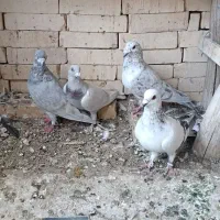 سروروالماسی خطی