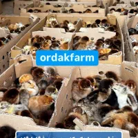 انواع جوجه  ورامینی یکروزه در سراوان