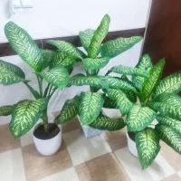 گل های بسیار زیبای دیفن