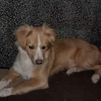 توله اشپیتزامر واگذاری به شرط انجام واکسینا