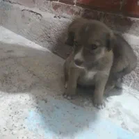 واگذاری تو سگ|سگ|داراب, |دیوار