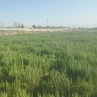 رزماری تر و خشک|خوردنی و آشامیدنی|تهران, جنت‌آباد مرکزی|دیوار