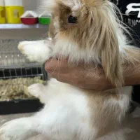 خرگوش لوپ رام|موش و خرگوش|کلاردشت, |دیوار