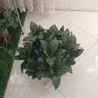 گل سانسوریا مهتابی ،پاکوتاه ، یوکا وآمستل،|گل و گیاه طبیعی|مشهد, بهاران|دیوار