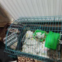 همستر|موش و خرگوش|کرمان, |دیوار