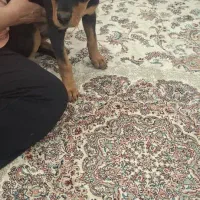 توله روتوایلر ۳ماهه