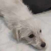 سگ  مالتیز تریر