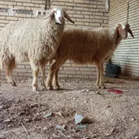 2عددگوسفند ابستند