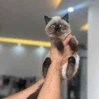 واگذاری بچه‌گربه‌ سیامی دوماهه ماده