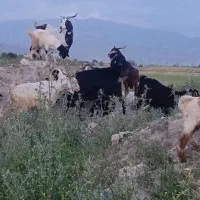 6 راس بز ترکی اصیل کهره دار