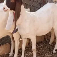 کولار و بز پاکستانی گوش بلند|حیوانات مزرعه|شهرآباد, |دیوار