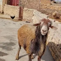 قوچ جوان همراه دو عدد میش