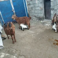 ۳ عدد بز|حیوانات مزرعه|ماهیدشت, |دیوار