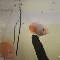 ماهی فلاور و پرت|ماهی|خمینیشهر, |دیوار