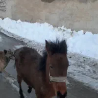 فروش اسب|اسب و تجهیزات اسب‌سواری|اردبیل, |دیوار