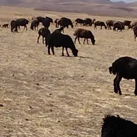 بره قوچ قرقزل اصل|حیوانات مزرعه|بزینه رود, |دیوار