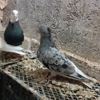 هفرنگ دم سفیدنر