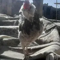 تخم نطفه دارمرغ و خروس گلین فول