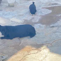 سگ پامر|سگ|مسجد سلیمان, |دیوار