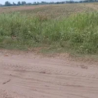 زمین کشاورزی برنج کاری ۳۰۰۰ متر در روستای  دستک|فروش زمین و ملک کلنگی|کیاشهر, |دیوار